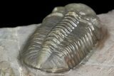 Two Austerops Trilobites With Belenopyge-Like Lichid - Jorf #154202-12